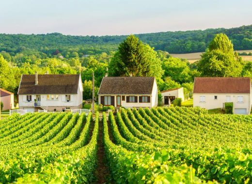 Champagne Vineyards, France