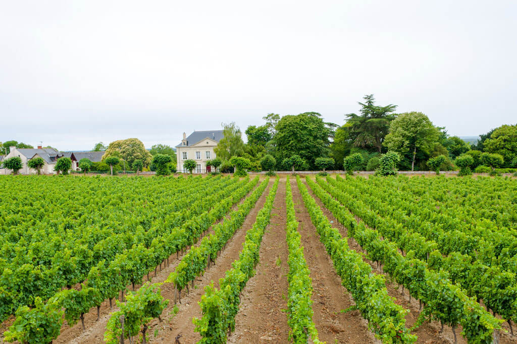 Wine of Loire Valley, France