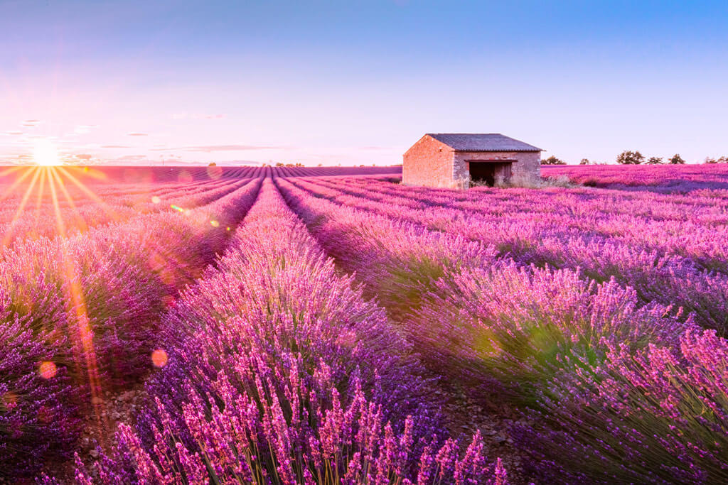 best time to visit provence for lavender