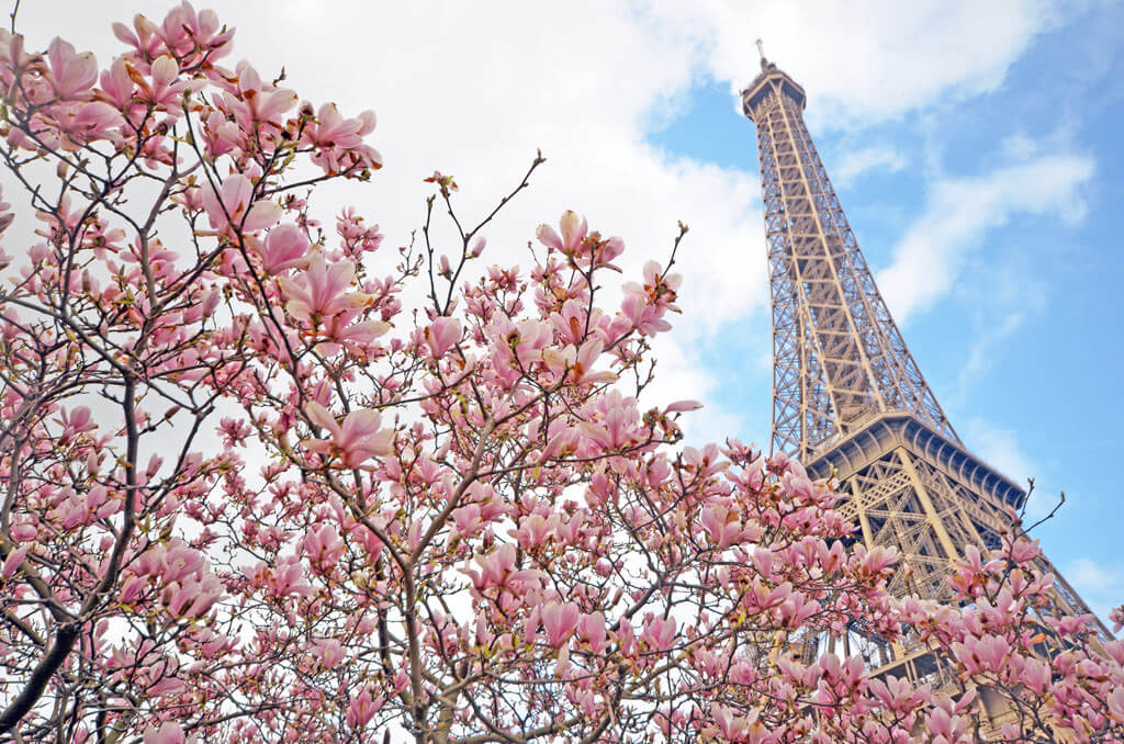 Flor de cerezo en París