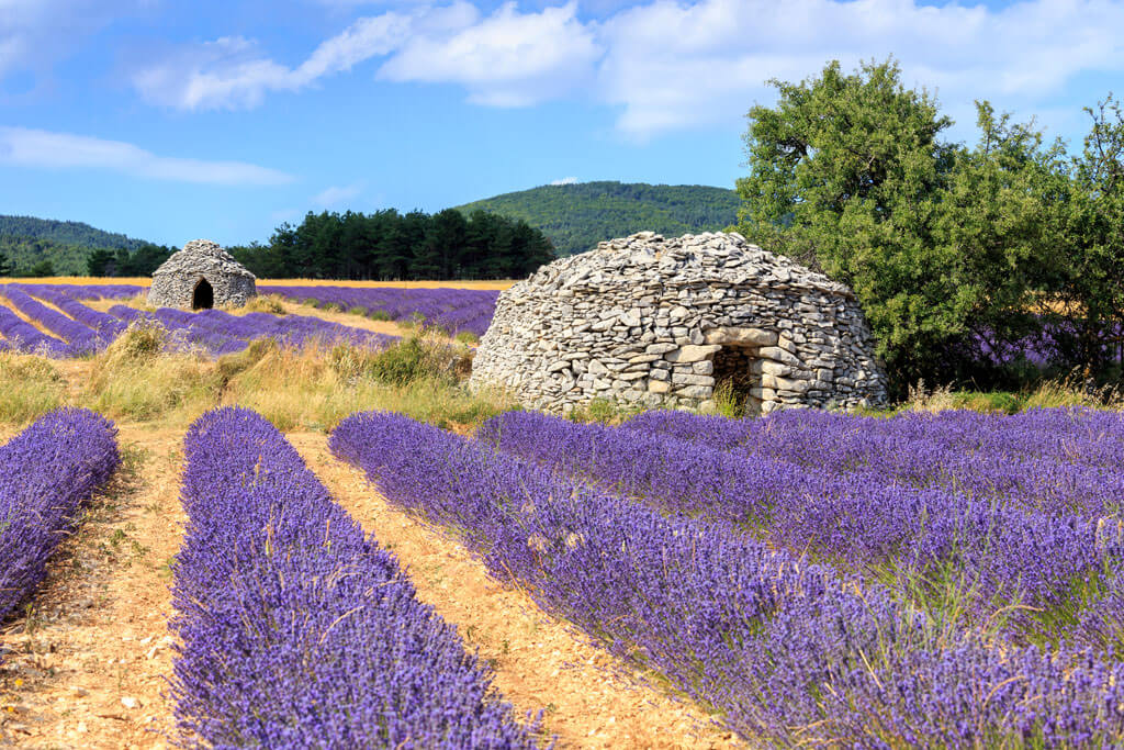 provence lavender tours