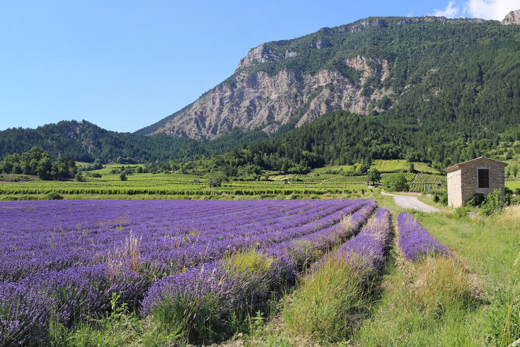 provence lavender fields tour