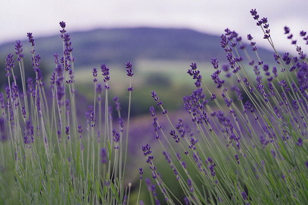 provence lavender fields tour