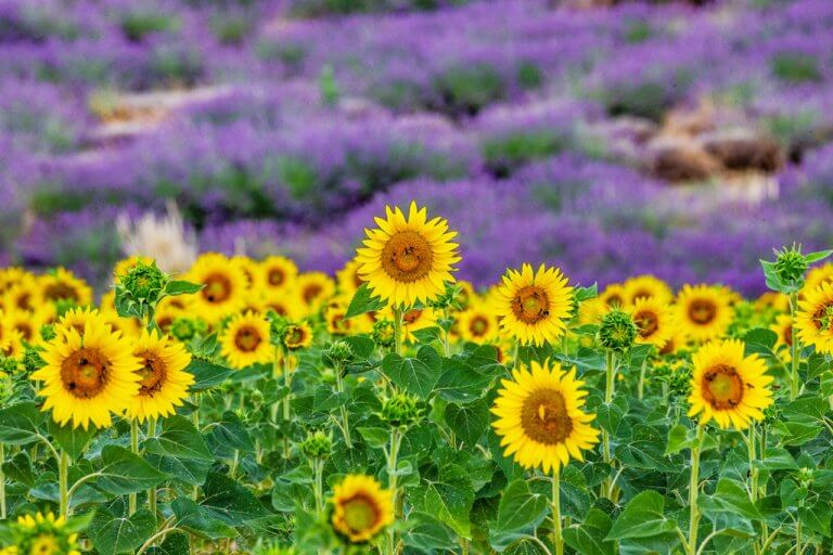 Quick Guide to the Lavender Fields, Provence [2024] France Bucket List