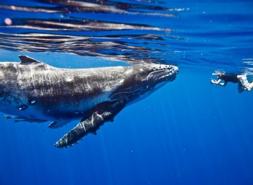 Humpback Whales - Moorea, French Polynesia