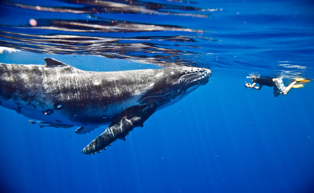 Humpback Whales - Moorea, French Polynesia