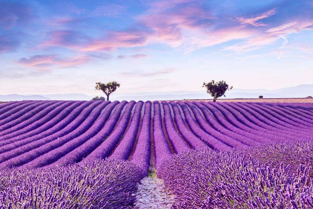 When is Lavender Season in Provence? | France Bucket List