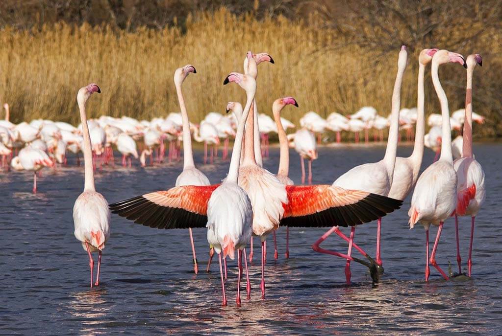 Flamingos - Camargue