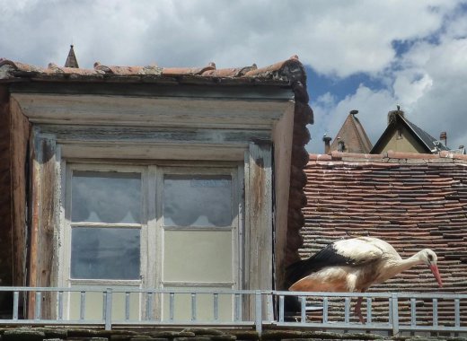 Stork - Alsace, France