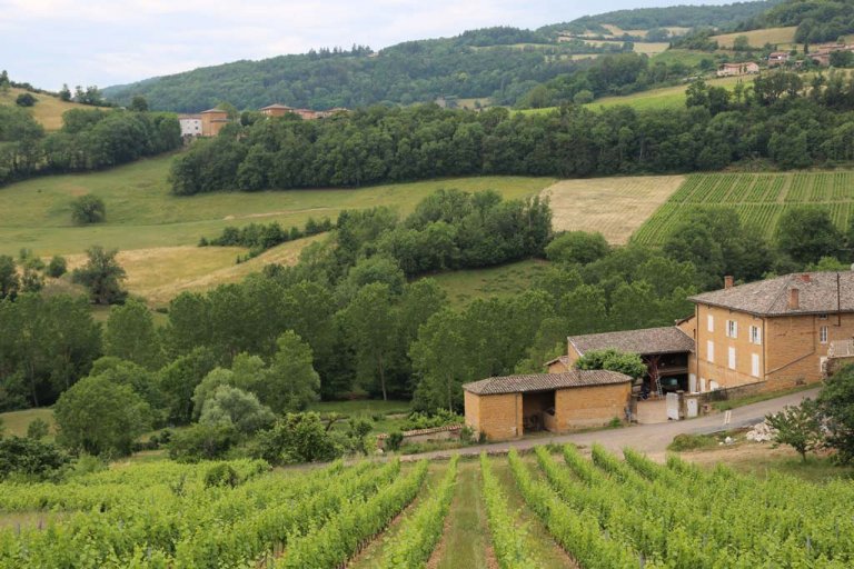 Best Wine Tours from Lyon, France | France Bucket List