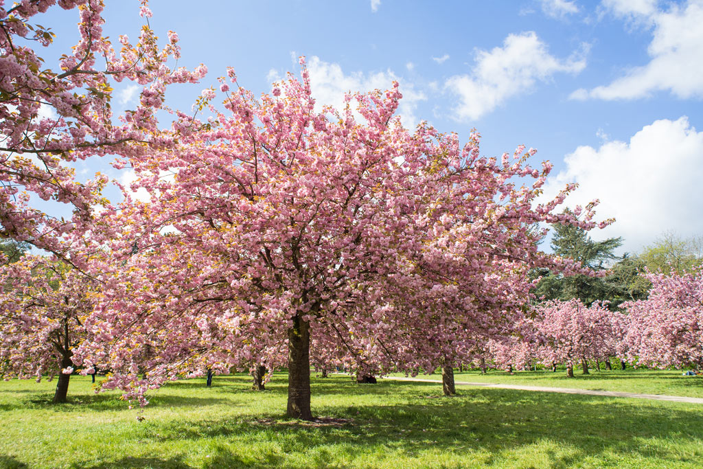 Cherry Blossoms - Parc de Sceaux