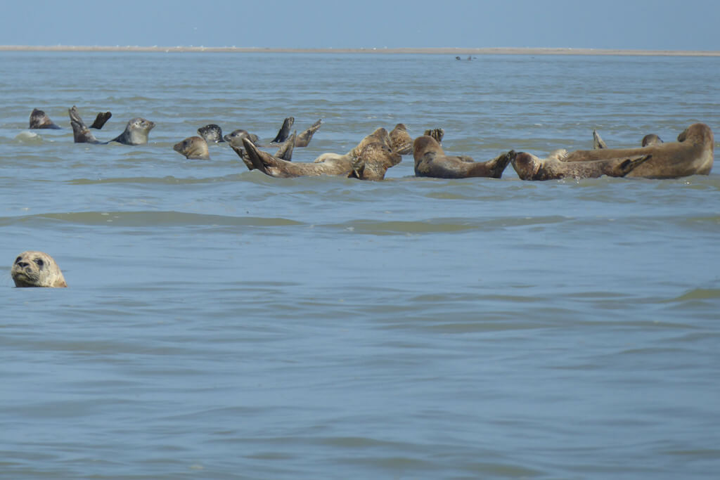 Seals at Baie-de-Somme