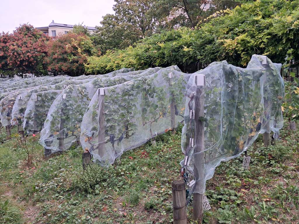 Clos de Belleville - Paris