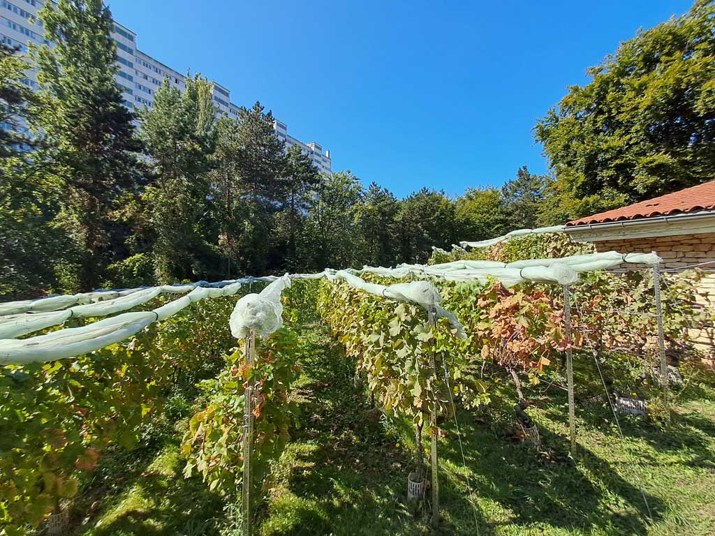 Clos des Morillons - Paris