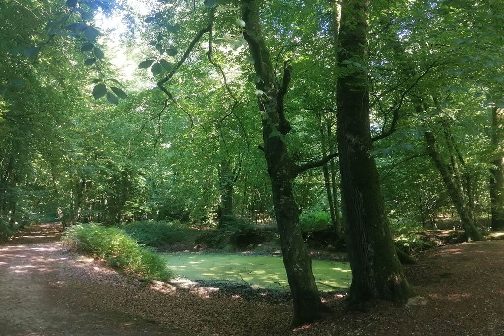 Crécy Forest - Somme