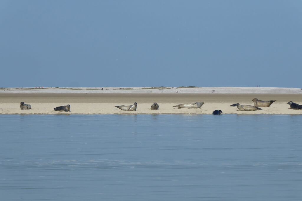 Seals at Baie-de-Somme