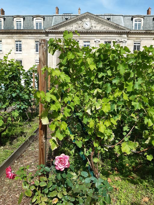 Vineyards of Le Marais