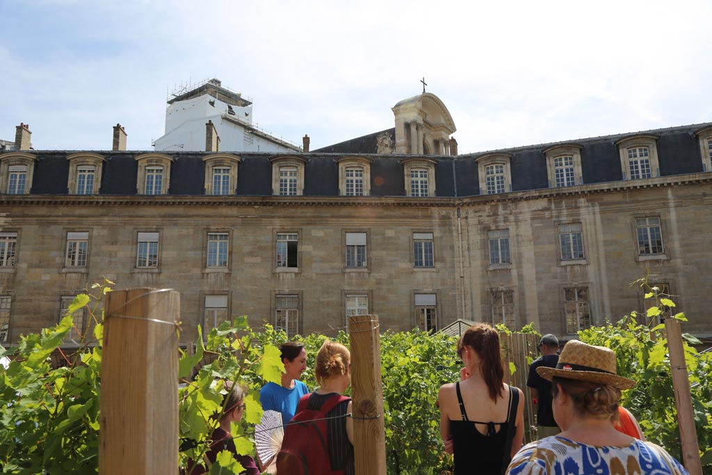 Vineyards of Le Marais
